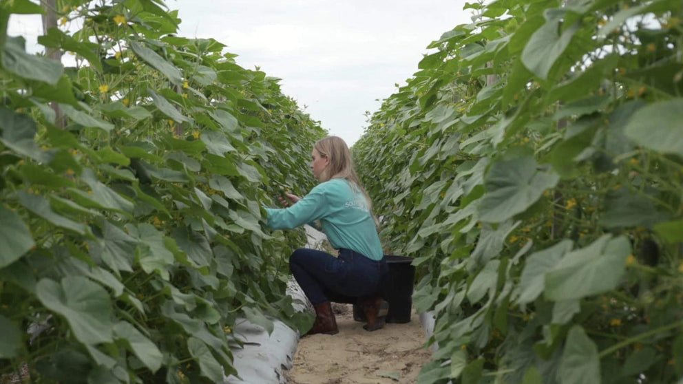 Grower caring for cucumber plants in the field