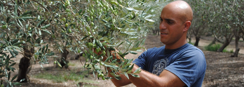 8 Amazing Attributes of Olive Trees that will Humble and Inspire You}