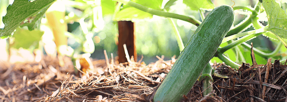 How Olive My Pickle Came to Be}