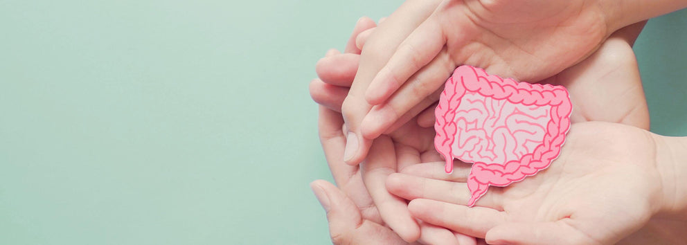 Gut Health 101: Everything You Need to Know}