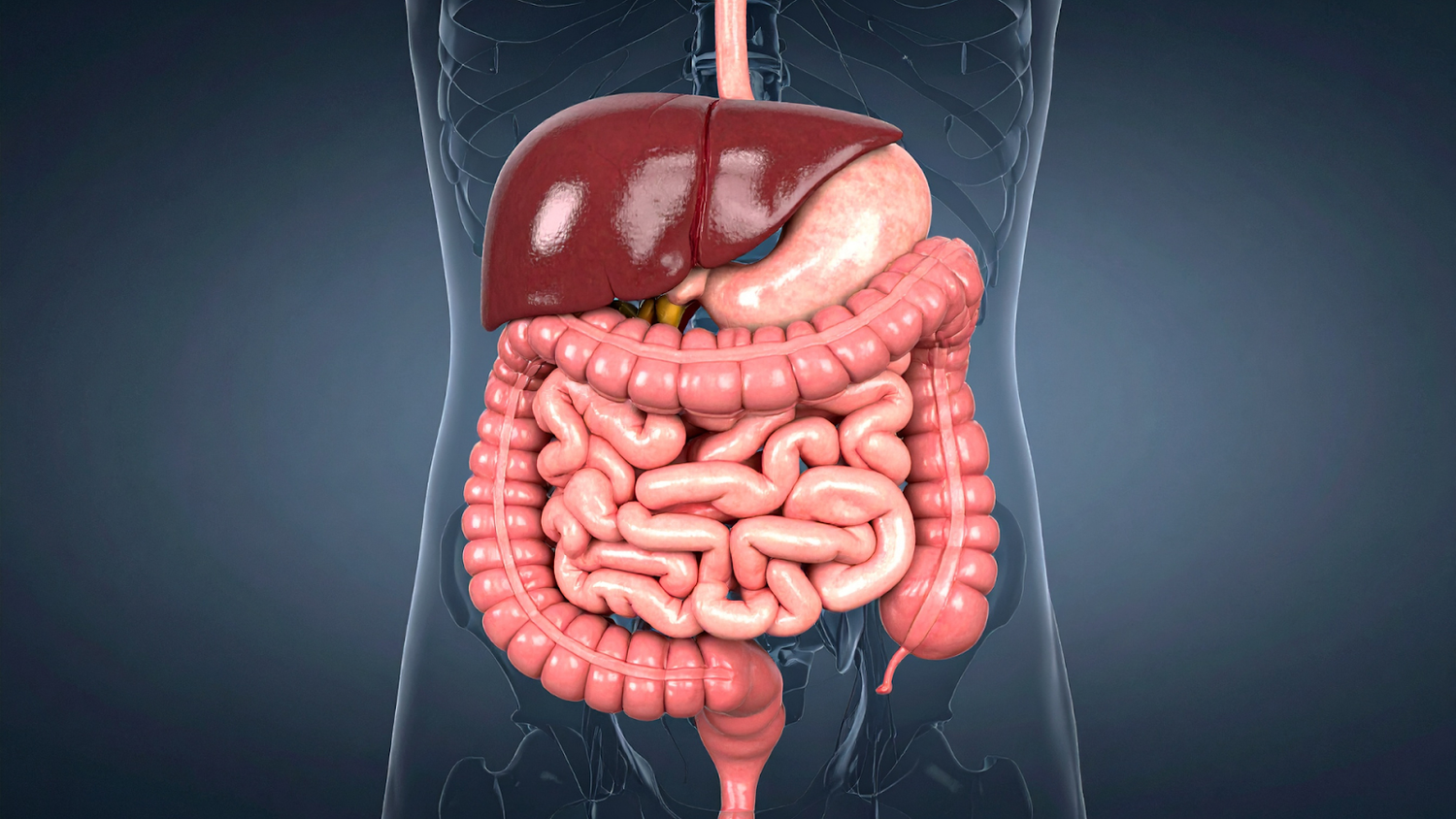 Model Of The Human Digestive System