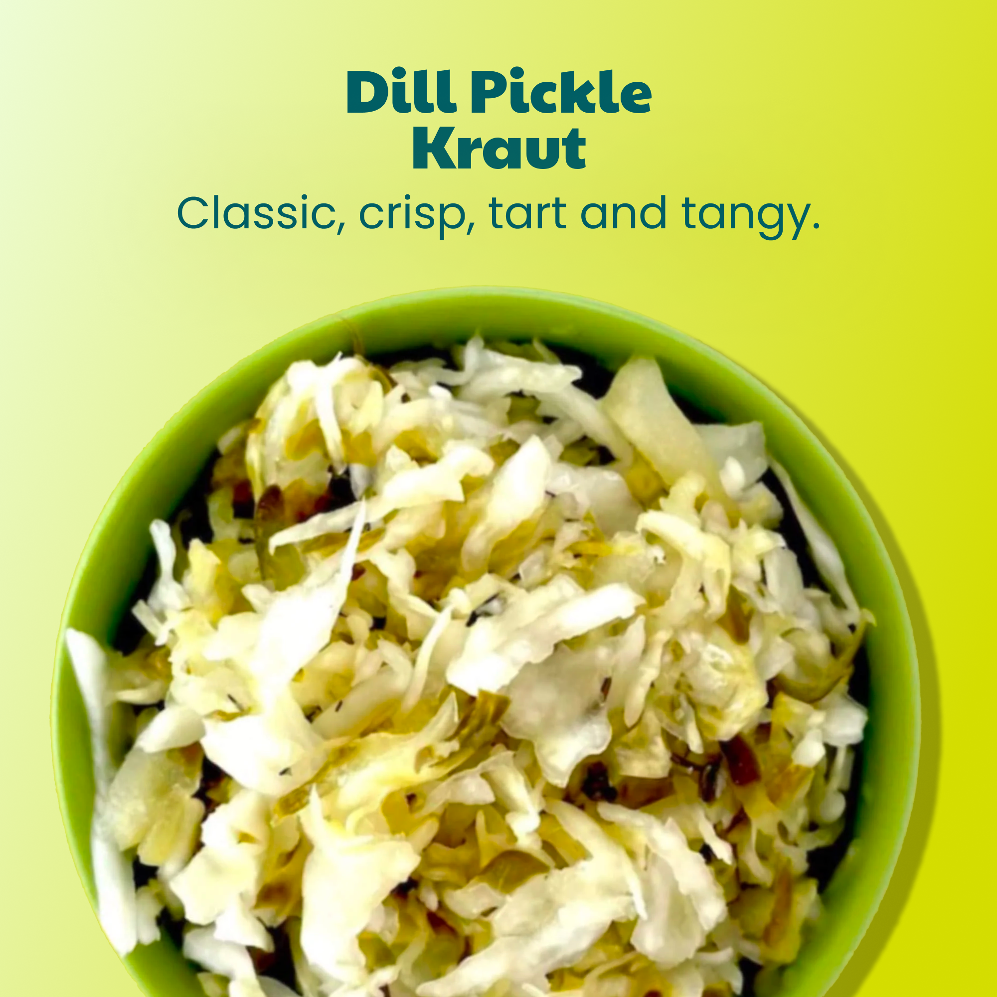 Dill Pickle Fermented Sauerkraut (3 PACK)